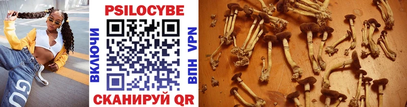 Псилоцибиновые грибы Psilocybe  Болгар 